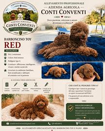 Barboncini cuccioli nani e toy pedigree