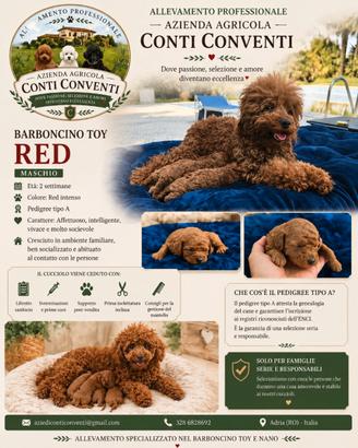 Barboncini cuccioli nani e toy pedigree