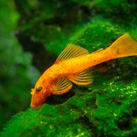 Ancistrus super red high grade