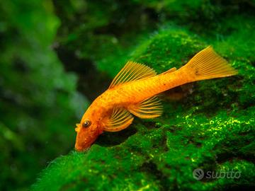 Ancistrus super red high grade