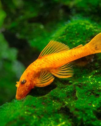 Ancistrus super red high grade