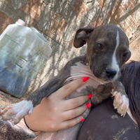 Cucciolo Pitbull x Amstaff