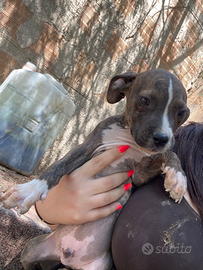 Cucciolo Pitbull x Amstaff