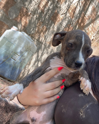 Cucciolo Pitbull x Amstaff