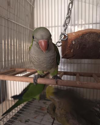 Pappagalli