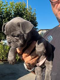 Bulldog francese