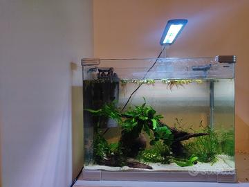 Acquario 50 litri