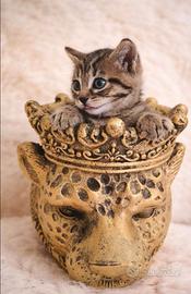 Gattina stupenda 60 giorni