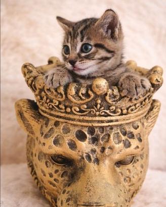 Gattina stupenda 60 giorni