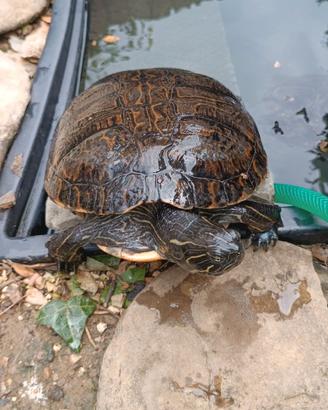 Tartarughe acquatiche