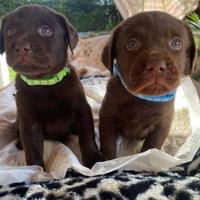 Cuccioli di Labrador color cioccolato
