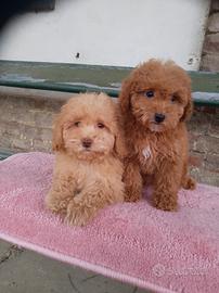 Cucciole barboncino