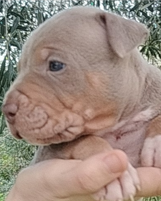 Pitbull