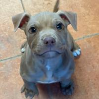 Cucciolo pit bull red nose