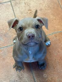 Cucciolo pit bull red nose