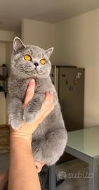 British shorthair