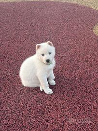 Cuccioli Husky