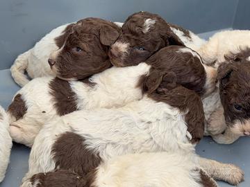 cuccioli dì LAGOTTO ROMAGNOLO 