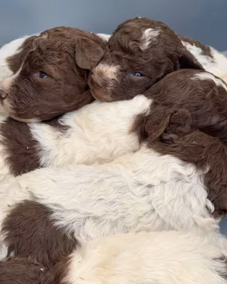 cuccioli dì LAGOTTO ROMAGNOLO 
