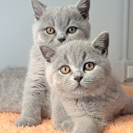 Femminuccia di razza british shorthair