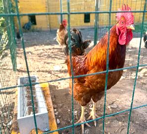 Gallo