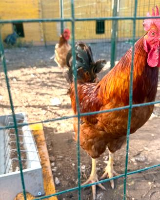 Gallo