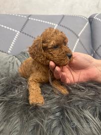 Barboncini nati il 26 maggio 2 femmine 1 maschio