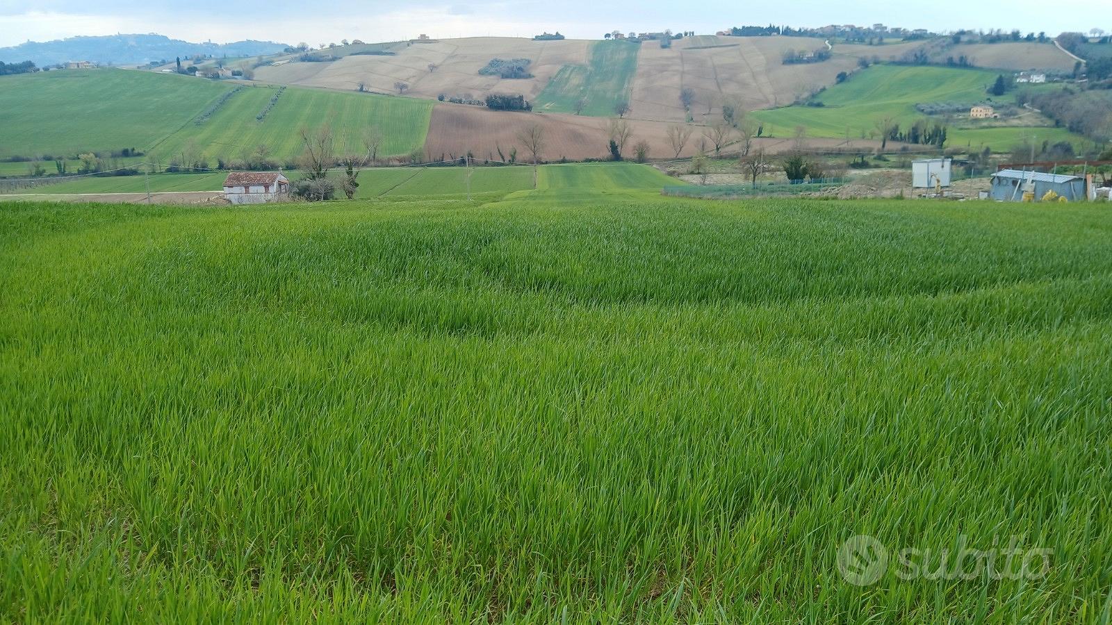 Vendita terreno agricolo - Vista 3