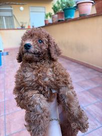 Barboncino Toy