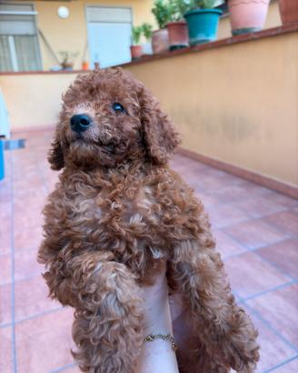 Barboncino Toy