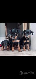 Zwergpinscher (pinscher nano)