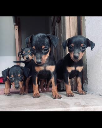 Zwergpinscher (pinscher nano)