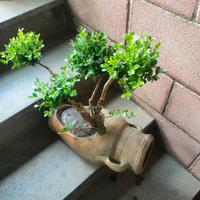 Bonsai di Buxus japonica