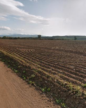 Terreno agricolo - Sestu (Cagliari)