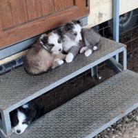 Cuccioli border collie o.r.i.g.i.n.a.l.i