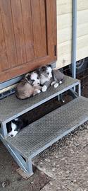 Cuccioli border collie o.r.i.g.i.n.a.l.i
