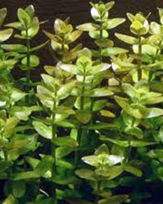 piante per laghetto e acquario
