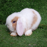 Cuccioli ariete nano minilop