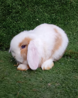 Cuccioli ariete nano minilop
