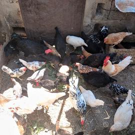 galline, pollastre  e anatre