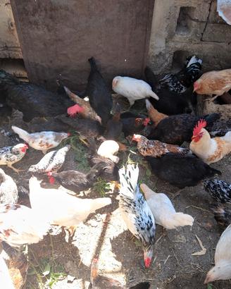 galline, pollastre  e anatre