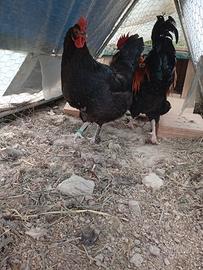 Gallina Marans 2025