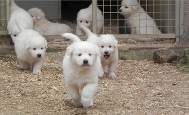 Cuccioli di pastore maremmano abruzzese