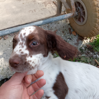 Springer spaniel di 3 mesi