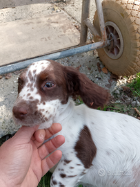 Springer spaniel di 3 mesi