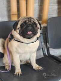 Carlino