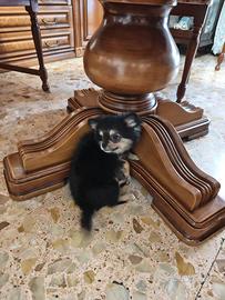 Chihuahua