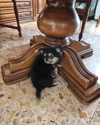Chihuahua