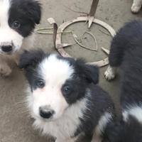 Cuccioli di Border collie