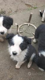 Cuccioli di Border collie